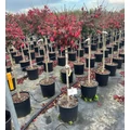 Szárnyas kecskerágó   EUONYMUS ALATUS COMPACTUS T1/2 K18