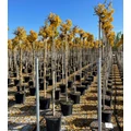 Gömb páfrányfenyő   GINKGO BILOBA MARIKEN T200 10/12 K30