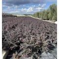 Kínai rojtosvirág LOROPETALUM CHINENSE BLACK PEARL K3