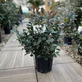 Örökzöld korallberkenye   PHOTINIA FRASERI LITTLE RED ROBIN 20/+ K3