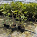 Brogiotto füge FICUS CARICA BROGIOTTO FAJTÁK K10