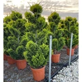 Arany lombú leyland ciprus CUPRESSOCYPARIS LEYLANDII GOLD RIDER BONSAI 120/140 K20