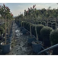 Rózsaszín tarka korallberkenye  PHOTINIA FRASERI PINK MARBLE T1/2 K12