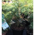  Japán ernyőfenyő SCIADOPITYS VERTICILLATA 20/25 K3,3