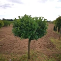 Közönséges babérmeggy PRUNUS LAUROCERASUS ETNA T1/2 100/125 EXTRA*