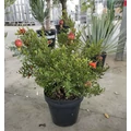 Törpe gránátalma PUNICA GRANATUM NANUM BOKOR K10