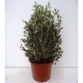 Olajfa   OLEA EUROPEA BOKOR 35/40 K1,5
