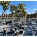 Japán díszcseresznye   PRUNUS SERRULATA KANZAN T200 10/12 K30