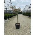 Szeldelt levelű japán juhar ACER PALMATUM DISSECTUM VIRIDIS T1/2 K15