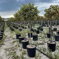 Közönséges magyal   ILEX AQUIFOLIUM ARGENTEOMARGINATA T1/2 K18