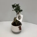 Fikusz bonsai GINSENG KERÁMIÁBAN CS11  