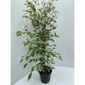 Szobai fikusz FICUS FAJTÁK CS27