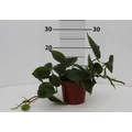 Filodendron PHILODENDRON SCANDENS BRASIL XANADU AKASZTÓS KASPÓBAN CS15