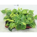 Filodendron PHILODENDRON SCANDENS BRASIL XANADU AKASZTÓS KASPÓBAN CS15