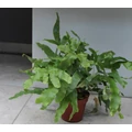 Kéklevelű páfrány PHLEBODIUM AUREUM BLUE STAR CS14