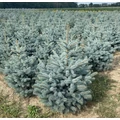 Ezüstfenyő PICEA PUNGENS SUPER BLUE SEEDLING 60/80*