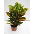 Kroton-csodacserje CODIAEUM VARIEGATUM PETRA CS21