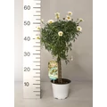 Margaréta MARGARÉTA FEHÉR MINI TÖRZS K1,5