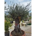 Olajfa   OLEA EUROPEA ÖREG TÖRZS BONSAI TÁLBANK70