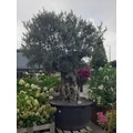 Olajfa   OLEA EUROPEA ÖREG TÖRZS 120/150 K500