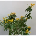Szenna   CASSIA CORYMBOSA T1/4 K5