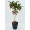 Törpe gránátalma  PUNICA GRANATUM NANUM MINI TÖRZS K5