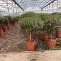 Aprólevelű valódi mirtusz MYRTUS COMMUNIS MICROPHYLLA T1/4 K3