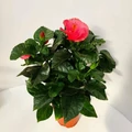 Kínai hibiszkusz  HIBISCUS SUNNY CS13