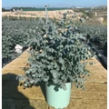 Havasi eukaliptuszEUCALYPTUS GUNNII K3