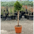 Hinoki hamisciprus   CHAMAECYPARIS OBTUSA NANA GRACILIS T1/4 K5