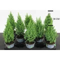 Mocsári álciprus   CHAMAECYPARIS THYOIDES TOP POINT 30CM CS12