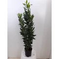 Fűszerbabér LAURUS NOBILIS K3