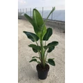 Papagájvirág STRELITZIA NICOLA K30