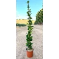 Csillag jázmin RHYNCOSPERMUM JASMINOIDES 100/125 K4