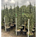 Oszlopos libanoni cédrus  CEDRUS LIBANI FASTIGIATA 120/140 K30