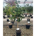 Bíborvörös liliomfa    MAGNOLIA SOULANGEANA GENIE T1/2 K18