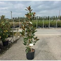 Örökzöld liliomfa   MAGNOLIA GRANDIFLORA GALLISONIENSIS 125/150 K25