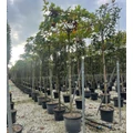 Juharlevelű platán  PLATANUS ACERIFOLIA TETŐ FORMA 14/16 K70 