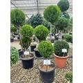 Aranylombú keleti tuja  THUJA ORIENTALIS COMPACTA AUREA NANA POM-PON K30
