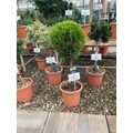 Aranylombú keleti tuja  THUJA ORIENTALIS COMPACTA AUREA NANA T1/4 K9