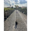 Füge FICUS CARICA BROWN TURKEY T1/2 K6