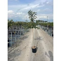 Datolyaszilva Diospyros kaki