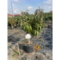 Bonanza törpe őszibarack Prunus persica