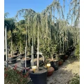 Kék csüngő atlasz cédrus CEDRUS ATLANTICA GLAUCA PENDULA T220 20/25 K180