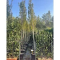 Oszlopos gyertyán  CARPINUS BETULUS PYRAMIDALIS T200 10/12 K55