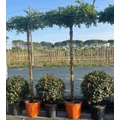 Japán lilaakác   WISTERIA FLORIBUNDA TETŐ FORMA T200 K25