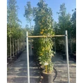 Amerikai ámbrafa   LIQUIDAMBAR STYRACIFLUA SLENDER SILHOUTTE 300/+ K45