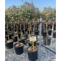 Örökzöld korallberkenye  PHOTINIA FRASERI PINK MARBLE T1/2 40/+ K18