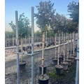 Örökzöld liliomfa   MAGNOLIA GRANDIFLORA LITTLE GEM T3/4 K18