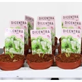 Nagy szívvirágDICENTRA SPECTABILIS FAJTÁK CS10,5